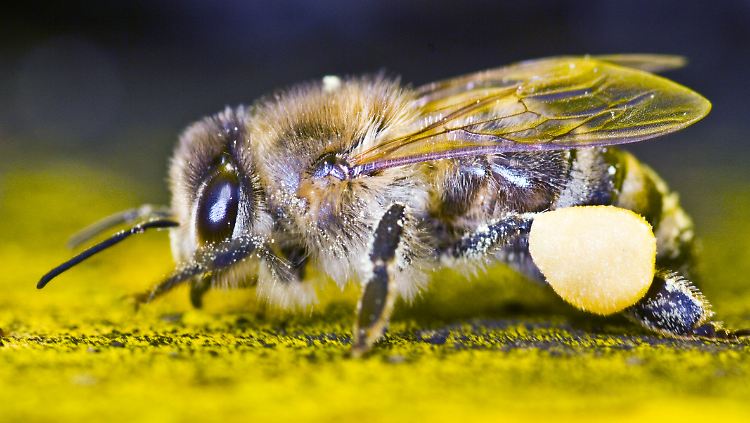 Eine Honigbiene mit reichlich gesammelten Blütenpollen.