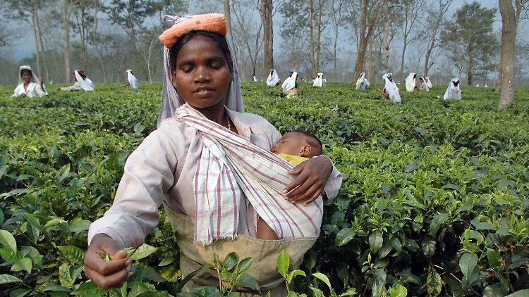 Teeernte in Siliguri, Indien.
