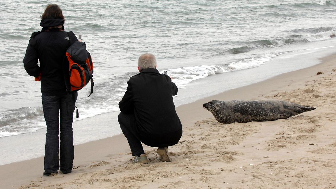 Urlauber fotografieren am Strand von Born (Fischland-Darß) einen Seehund, ein äußerst seltener Gast an der Ostseeküste Mecklenburg-Vorpommerns.