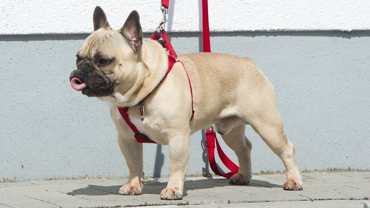 Dieser Hund ist nicht angebissen (Symbolbulldogge).
