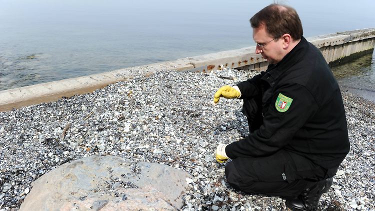 Ein Mitarbeiter des Kampfmittelräumdienstes kontrolliert einen Abschnitt am Strand von Niendorf an der Ostsee (Archivbild).