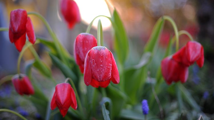 Die Tulpen in Amsterdam müssen die Köpfe nicht hängen lassen - das Top-Rating bleibt vorerst.