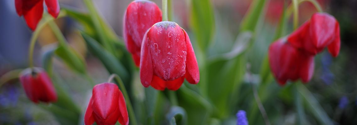 Die Tulpen in Amsterdam müssen die Köpfe nicht hängen lassen - das Top-Rating bleibt vorerst.