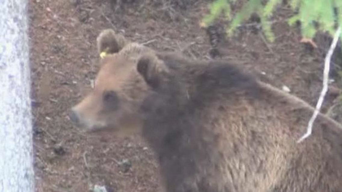 Braunbär.jpg