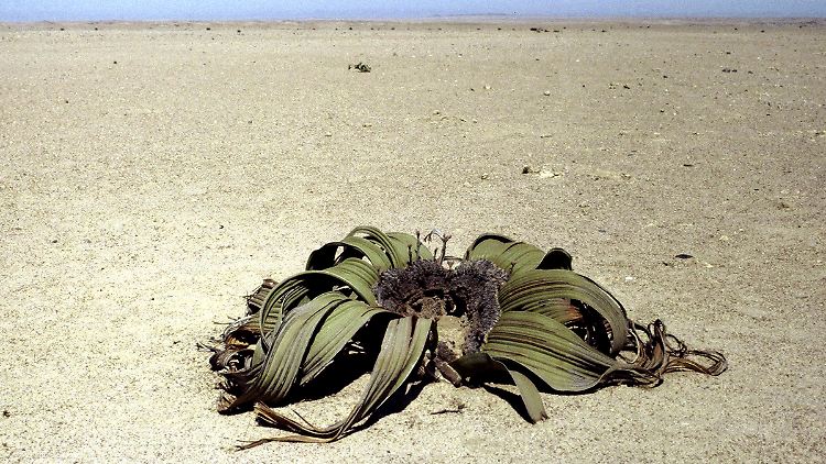 Sieht tot aus, lebt aber noch: Die Welwitschia ist eben nicht die schönste Pflanze.