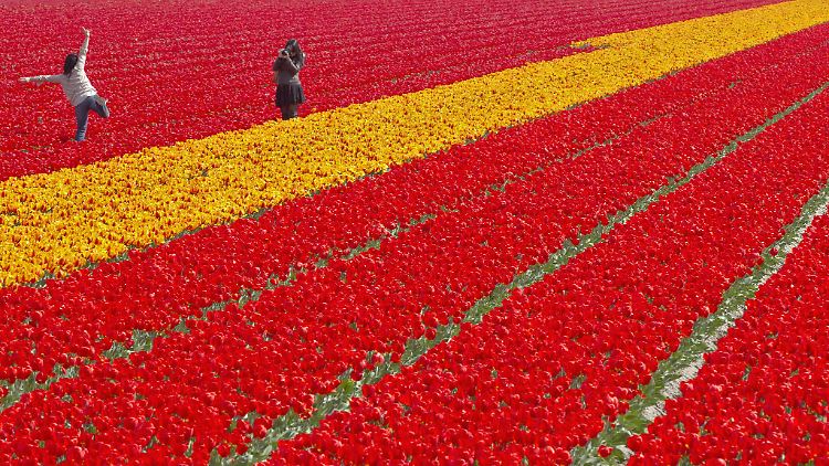 Tulpenfeld bei Lisse. 