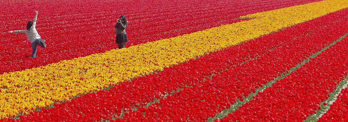 Tulpenfeld bei Lisse.