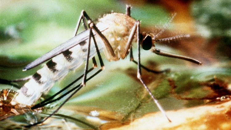 Die aus Asien stammende Tigermücke kann das Dengue-Fieber übertragen.