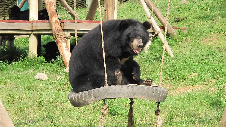 Auch in Vietnam gilt die Galle der Bären als Wundermittel. Im Bärenrettungszentrum im Nationalpark Tam Dao finden misshandelte Bären Zuflucht.