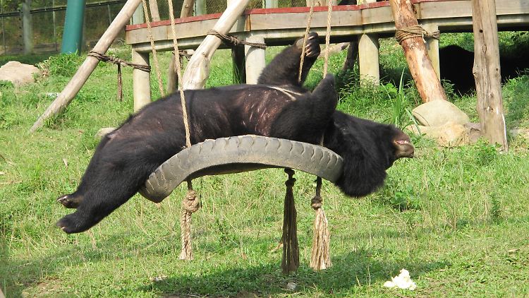 Ein Kragenbär  im Bärenrettungszentrum Vietnam im Nationalpark Tam Dao.