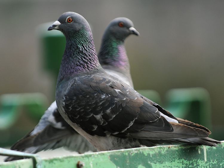 Zur Orientierung nutzen Tauben das Magnetfeld der Erde.