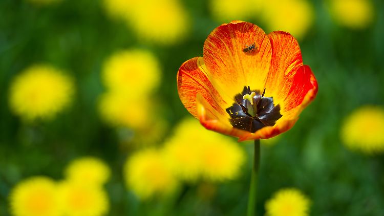 Börsianer werden wohl nicht dazu kommen, den Frühling zu genießen.