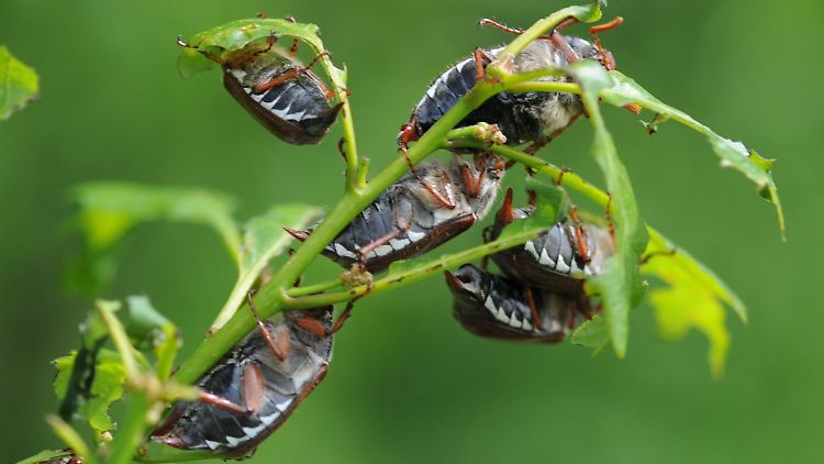 In der kommenden Woche sollen die Maikäfer mit einem Hubschrauber bekämpft werden.