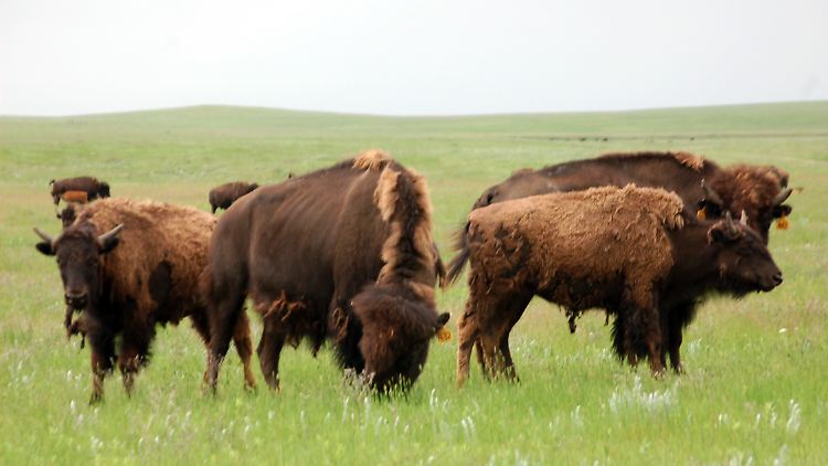 Mithilfe der USA versucht Mexiko die ausgerotteten Bisons ins Land zurückzuholen.