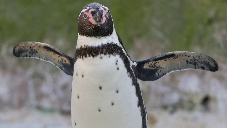 Pinguine sind normalerweise eher menschenscheu.
