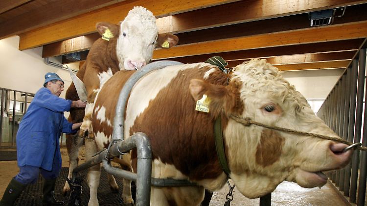 Nicht der Schutz der Tiere stünde im Vordergrund der Patent-Forderung, kritisieren Gegner.