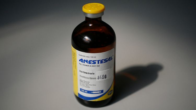 Das Gift Pentobarbital wird ausschließlich in Dänemark hergestellt.