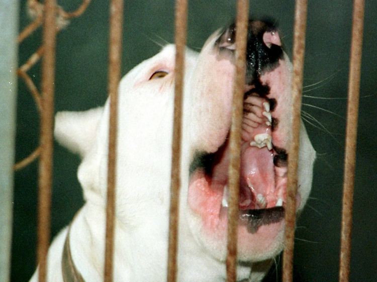 Die Kämpfe hinterlassen bleibende Schäden, kritisieren Tierschützer.