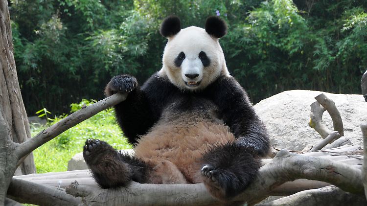 "Tag des Grünes": Für Xiannu, eine ausgewachsene Panda-Bärin, klingt das recht verheißungsvoll.