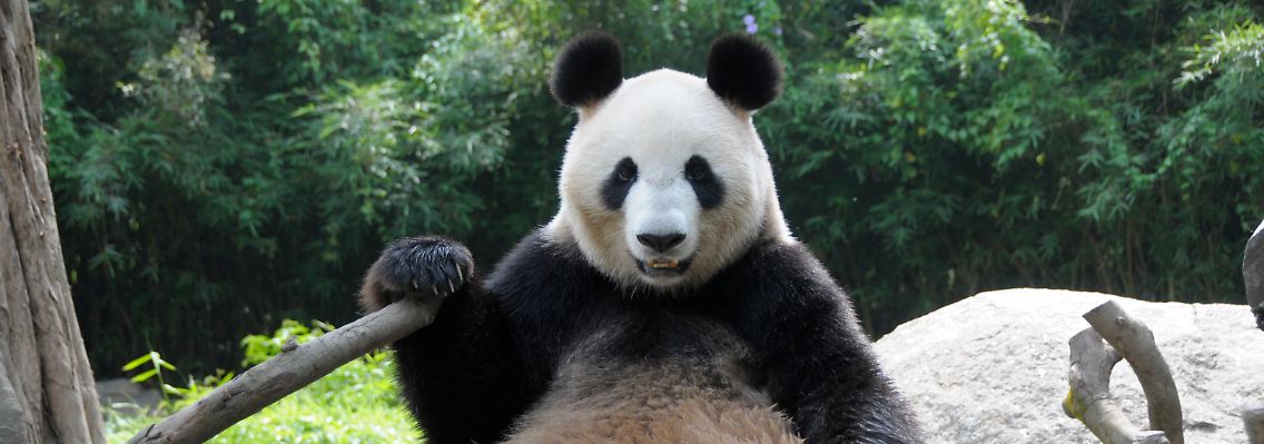 "Tag des Grünes": Für Xiannu, eine ausgewachsene Panda-Bärin, klingt das recht verheißungsvoll.