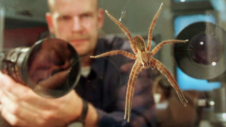 Eine südamerikanische Wanderspinne (Cupiennius salei) unter Beobachtung.