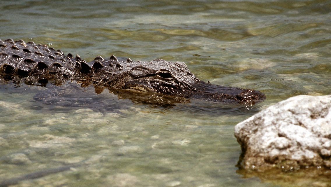 Ein Alligator im seichten Gewässer des Nationalparks Everglades. Nach Schätzungen der US-Behörden leben heute etwa eine Million der Tiere in den unzähligen Wasserarmen und Kanälen Floridas.