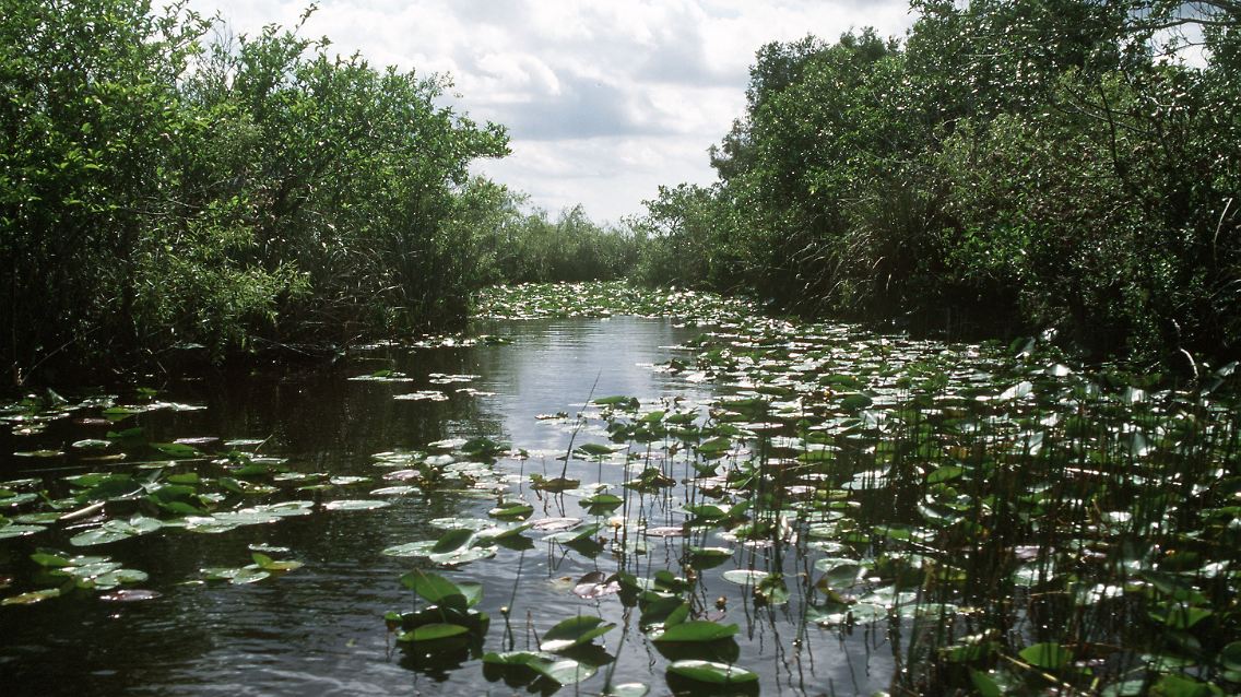 Blick in das weitläufige Sumpfgebiet der Everglades.