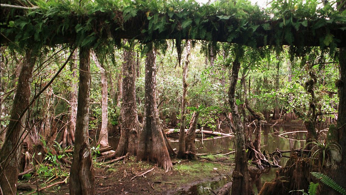 Der Mensch hat durch Wasserregulierungssysteme das Ökosystem der Everglades aus dem Gleichgewicht gebracht.