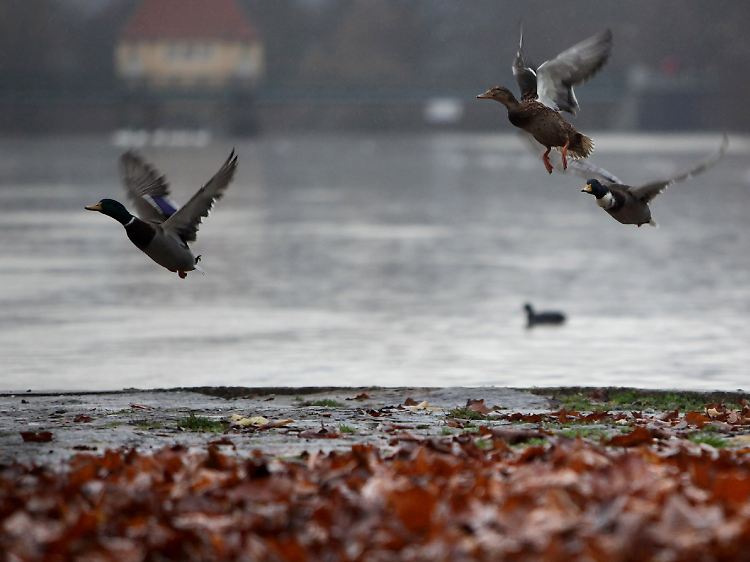 Für den Lebensraum von Enten ist die Erwärmung weniger günstig.
