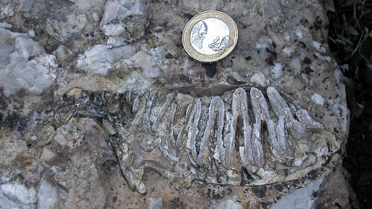 Das Foto zeigt ein Fossil von einem Mini-Mammut im Größenvergleich mit einer britischen Zwei-Pfund-Münze (darauf zu sehen das Abbild des Naturforschers Charles Darwin).