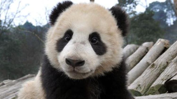 Pandas sind Einzelgänger. Ihre fruchtbare Zeit müssen die Weibchen daher deutlich ankündigen.