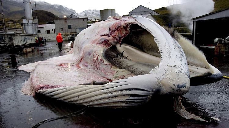Ein von isländischen Walfängern erlegter Wal wird auf Reykjavik zerlegt. (Archivbild von Oktober 2006) 