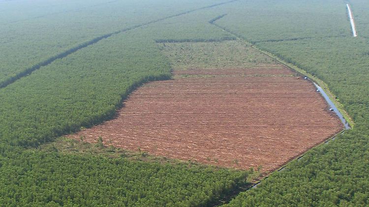 Riesige braune Ödflächen, wo einst üppiger Tropenwald wuchs, sind rund um Pekanbaru auf der indonesischen Insel Sumatra zu sehen.