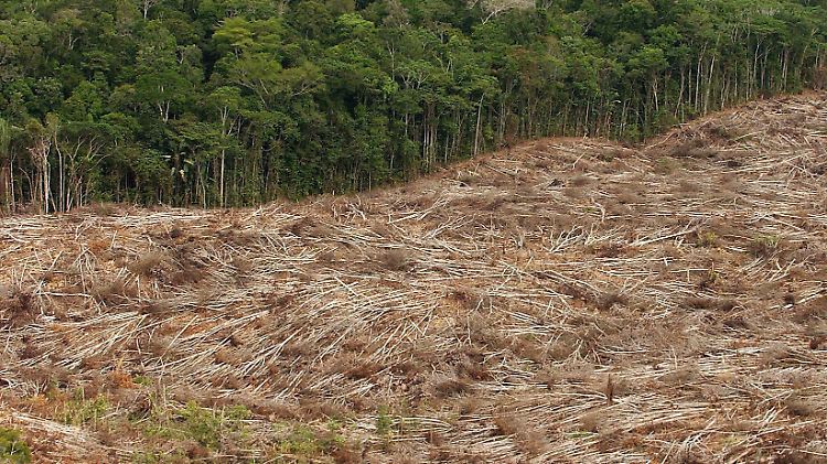 Abgeholzter Regenwald im Amazonasgebiet in Brasilien: Die Tendenz ist rückläufig.