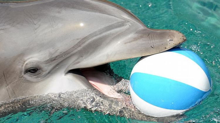 Ein Delfin spielt in der neuen Delfin-Lagune im Tiergarten in Nürnberg.