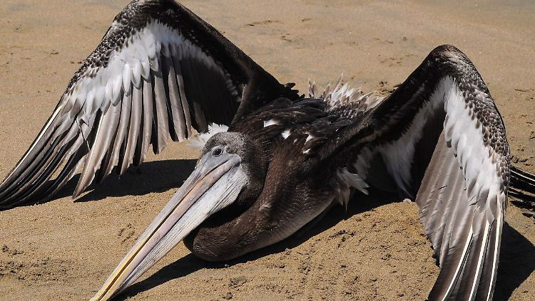 In den Mägen der Pelikane finden sich Müll und Sand.