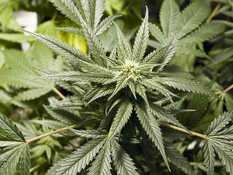 Extrakte der Cannabispflanze können einer neuen US-Analyse zufolge die Symptome von Multipler Sklerose lindern. (Symbolbild)