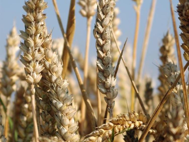 Gerste ist eine Getreideart, die Gluten enthält und damit für manche Menschen gefährlich werden kann.