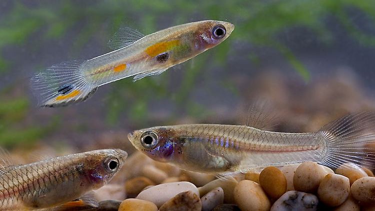 Guppys in einem Aquarium. Die weiblichen Tiere sind bereits im dritten Lebensmonat geschlechtsreif und sind lebendgebärend.