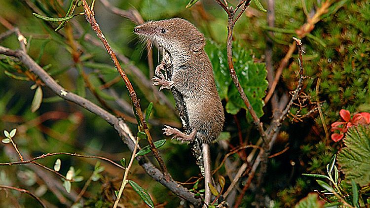 Eine Maskenspitzmaus.