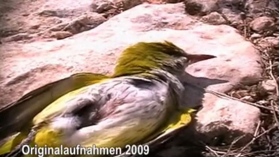 Zugvögel.jpg
