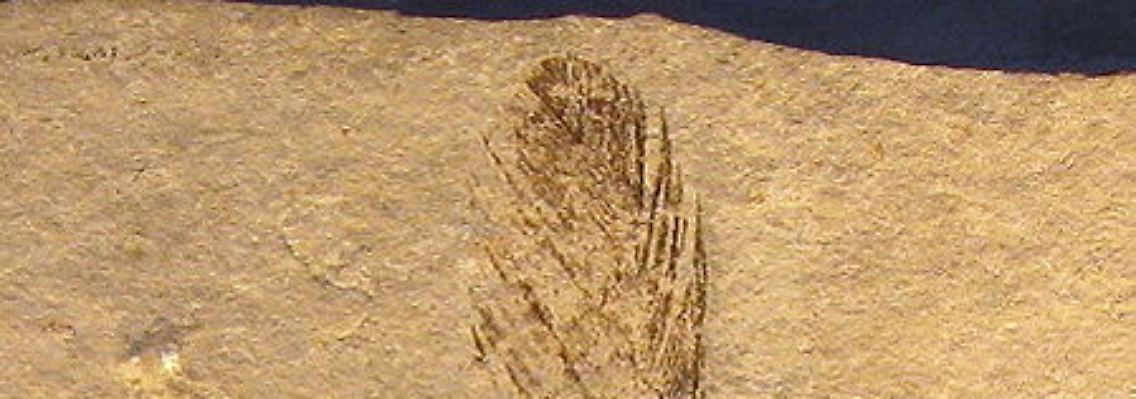 Diese Archaeopterix-Feder war 1861 in Solnhofen gefunden worden.