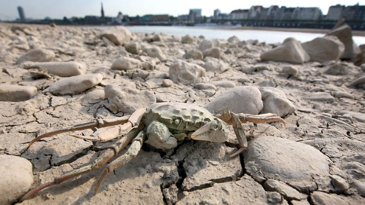 In Düsseldorf war es in diesem Jahr mitunter so heiß und trocken, dass am Rheinufer die Erde aufriss.