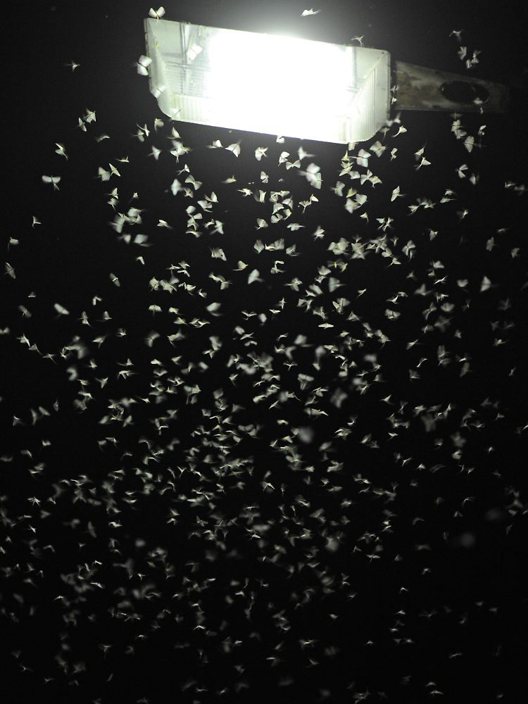 Künstliches Licht beeinträchtigt das Leben von Insekten.
