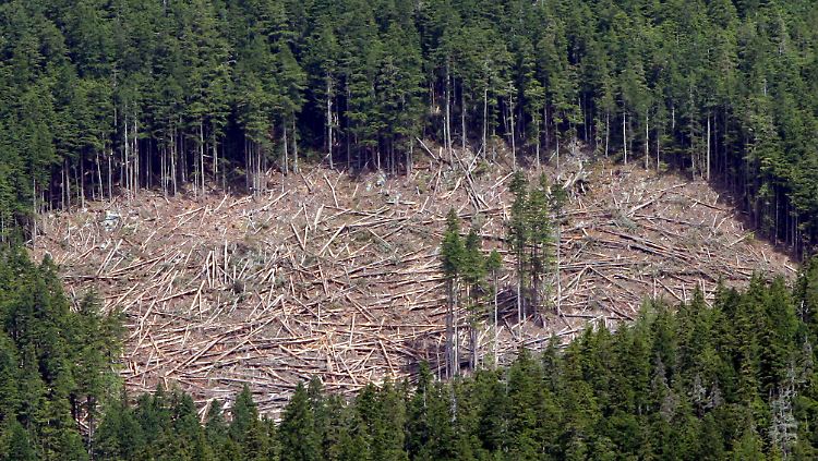 Entstehende Freiflächen sorgen für mehr CO2.