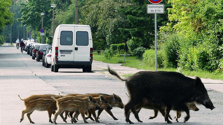 Wildschweine verirren sich auf der Suche nach Nahrung immer mal wieder in Innenstädte. Hier ein Archivbild aus Brandenburg.