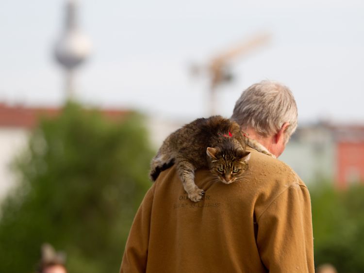 Die Hauptstadt ist auch für Katzen unwiderstehlich.
