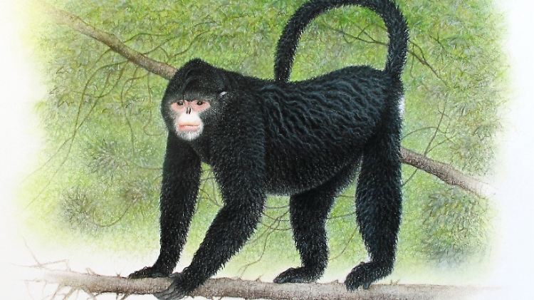 Der stupsnäsige Affe, der in Birma entdeckt wurde, muss bei Regen angeblich niesen.