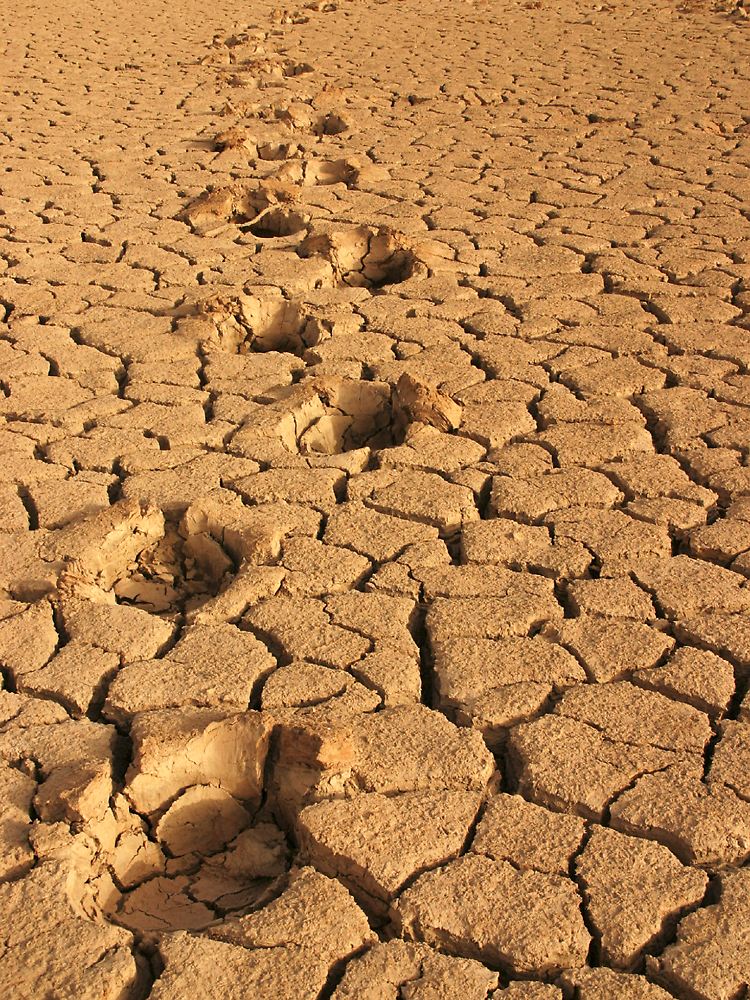 Der CO2-Fußabdruck der Malier ist winzig - hier Spuren eines Elefanten im trockenen Banzena-See im Süden Malis.
