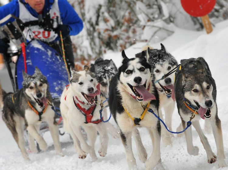 Die Schlittenhunderennen in Inzell ...